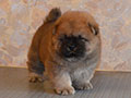 Chow-chow puppy red boy Lav Stori YABLOCHNYI DZHEM