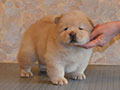 Chow-chow puppy cream boy  Lav Stori YABLONEVYI TSVET