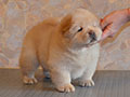 Chow-chow puppy cream boy  Lav Stori YABLONEVYI TSVET