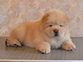Chow-chow puppy cream boy  Lav Stori YABLONEVYI TSVET