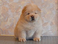 Chow-chow puppy cream boy  Lav Stori YABLONEVYI TSVET