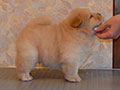 Chow-chow puppy cream boy  Lav Stori YABLONEVYI TSVET