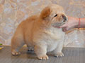 Chow-chow puppy cream boy  Lav Stori YABLONEVYI TSVET