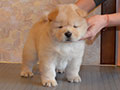 Chow-chow puppy cream girl Lav Stori YAGODA SNEZHNAYA