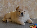 Chow-chow puppy cream girl Lav Stori YAGODA SNEZHNAYA