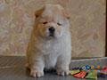 Chow-chow puppy cream girl Lav Stori YAGODA SNEZHNAYA