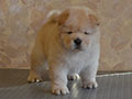 Chow-chow puppy cream girl Lav Stori YAGODA SNEZHNAYA