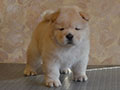 Chow-chow puppy cream girl Lav Stori YAGODA SNEZHNAYA