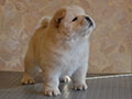 Chow-chow puppy cream girl Lav Stori YAGODA SNEZHNAYA