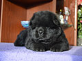 Chow-chow puppy black boy Lav Stori YAHONTOVYI MOY