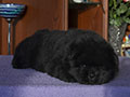 Chow-chow puppy black boy Lav Stori YAHONTOVYI MOY