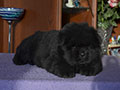 Chow-chow puppy black boy Lav Stori YAHONTOVYI MOY