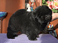 Chow-chow puppy black boy Lav Stori YAHONTOVYI MOY