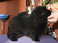 Chow-chow puppy black boy Lav Stori YAHONTOVYI MOY