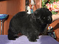 Chow-chow puppy black boy Lav Stori YAHONTOVYI MOY