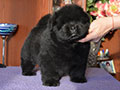 Chow-chow puppy black boy Lav Stori YAHONTOVYI MOY