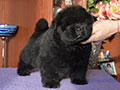 Chow-chow puppy black boy Lav Stori YAHONTOVYI MOY