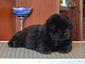 Chow-chow puppy black boy Lav Stori YAMAISKIY ROM
