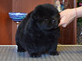 Chow-chow puppy black boy Lav Stori YAMAISKIY ROM