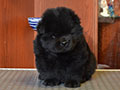 Chow-chow puppy black boy Lav Stori YAMAISKIY ROM