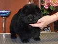 Chow-chow puppy black boy Lav Stori YAMAISKIY ROM