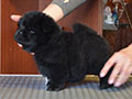 Chow-chow puppy black boy Lav Stori YAMAISKIY ROM