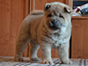 Chow-chow puppy cinnamon smooth girl Lav Stori BARCAROLA