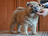 Chow-chow puppy cinnamon smooth girl Lav Stori BARCAROLA