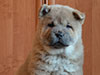 Chow-chow puppy cinnamon smooth girl Lav Stori BARCAROLA