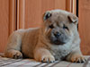 Chow-chow puppy cinnamon smooth girl Lav Stori BARCAROLA