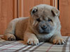 Chow-chow puppy cinnamon smooth girl Lav Stori BARCAROLA