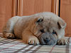 Chow-chow puppy cinnamon smooth girl Lav Stori BARCAROLA