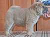 Chow-chow puppy cinnamon smooth girl Lav Stori BARCAROLA