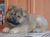 Chow-chow puppy red boy Lav Stori BEKAR