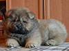 Chow-chow puppy red boy Lav Stori BEKAR