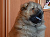 Chow-chow puppy red boy Lav Stori BEKAR