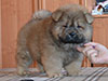 Chow-chow puppy red boy Lav Stori BEKAR