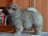 Chow-chow puppy red boy Lav Stori BEKAR