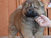 Chow-chow puppy red boy Lav Stori BEKAR