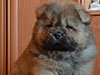 Chow-chow puppy red boy Lav Stori BEKAR