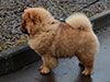 Chow-chow puppy red boy Lav Stori BEKAR