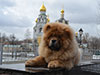 Chow-chow puppy red boy Lav Stori BEKAR