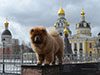 Chow-chow puppy red boy Lav Stori BEKAR