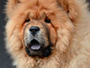 Chow-chow puppy red boy Lav Stori BEKAR