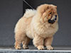 Chow-chow puppy red boy Lav Stori BEKAR