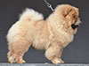 Chow-chow puppy red boy Lav Stori BEKAR