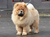 Chow-chow puppy red boy Lav Stori BEKAR