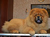 Chow-chow puppy red boy Lav Stori BEKAR