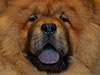 Chow-chow puppy red boy Lav Stori BEKAR