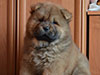 Chow-chow puppy red boy Lav Stori BEL CANTO